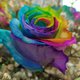 MultiRose1.jpeg