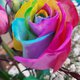 MultiRose2.jpeg