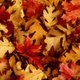 fallen_leaves.jpg