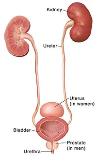 pathophysiology of peritoneal mesothelioma